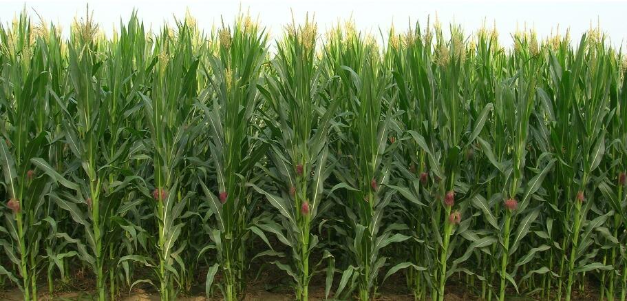 agriculture plastic net רשת פלסטיק לחקלאות