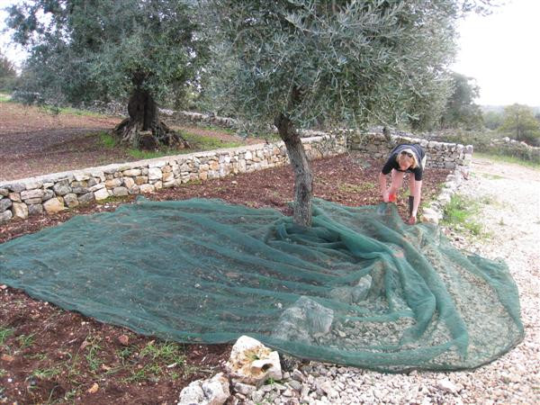 olive net רשת זיתים