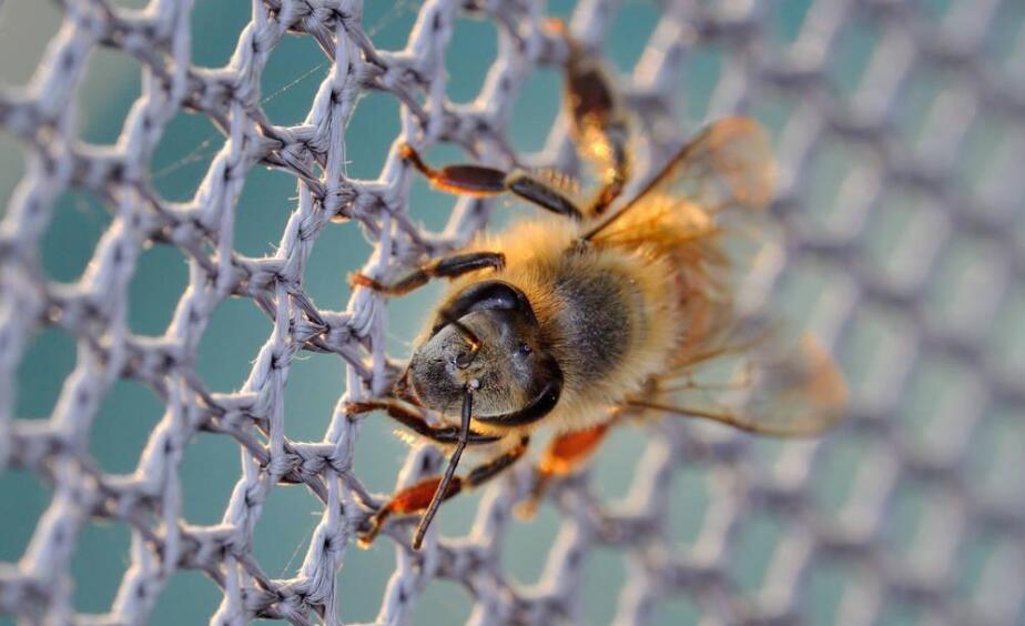 רשת דבורים מפלסטיק