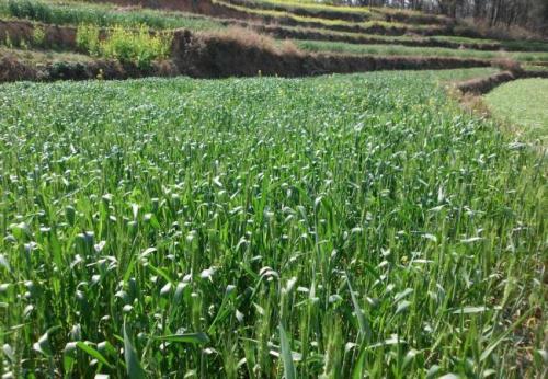 shade net רשת צל
