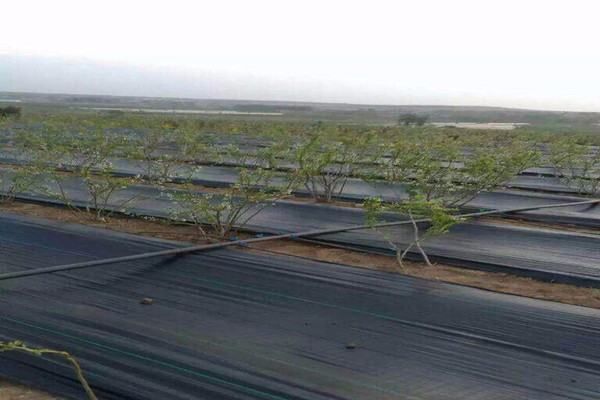 ground cover כיסוי קרקע