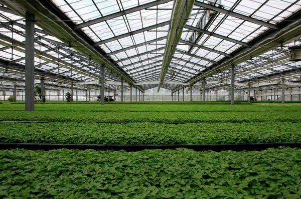 greenhouse shade net רשת צל חממה