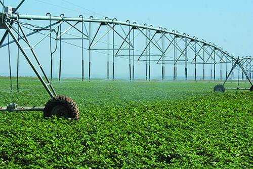 agriculture plastic net רשת פלסטיק לחקלאות