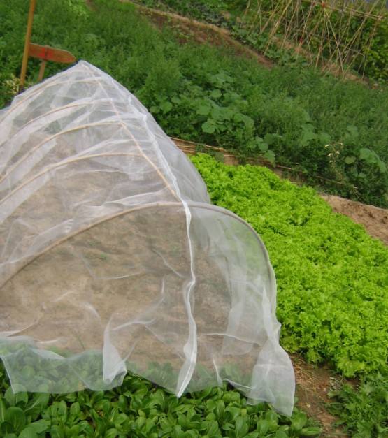 anti insect net רשת נגד חרקים