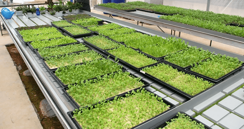 vegetable seedling trays מגשי שתילי ירקות