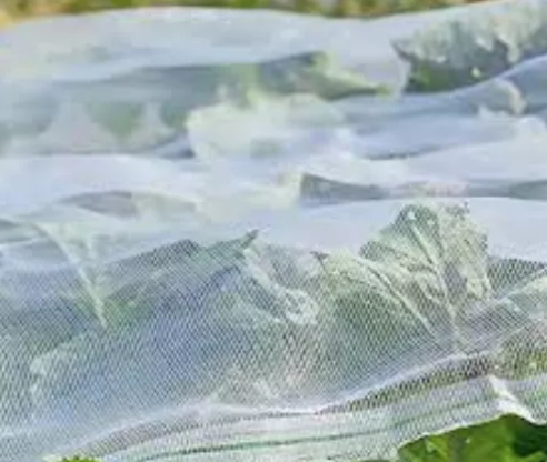 anti insect net רשת נגד חרקים