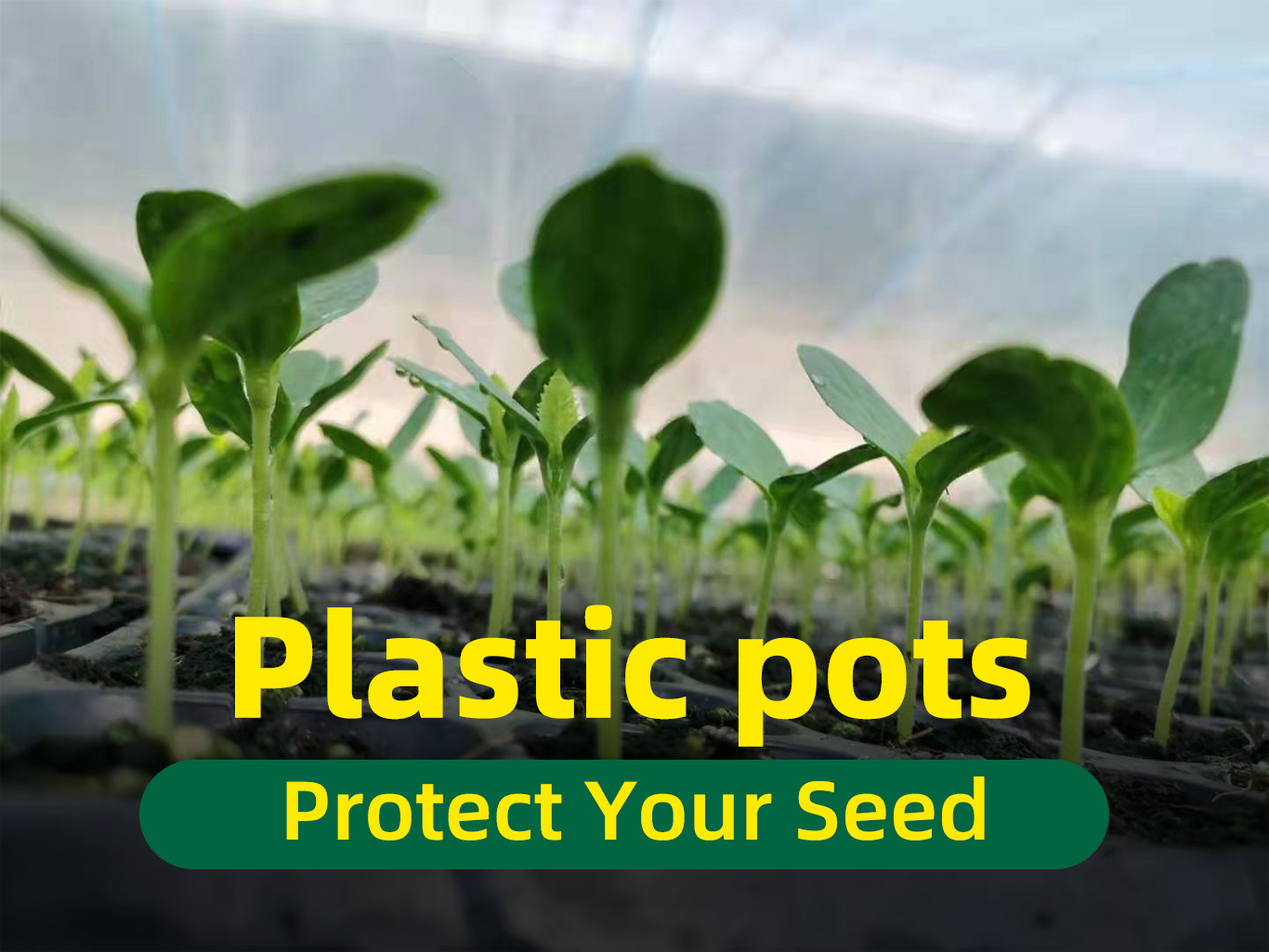 Nursery pot 1 עציץ 1