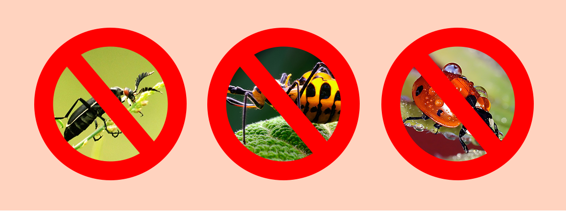 Drip Irrigation5 השקיה בטפטוף 5