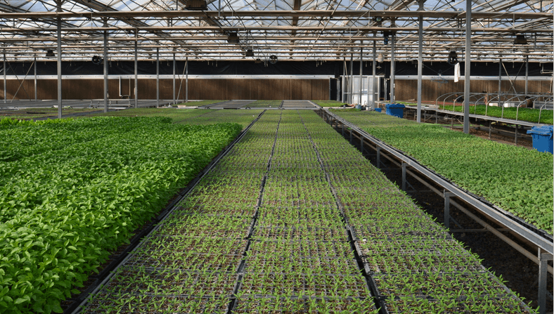 nursery plug trays מגשי תקע לחדר הילדים