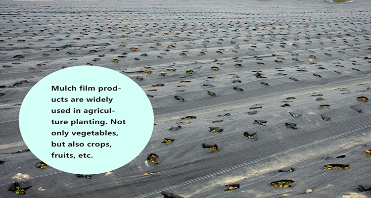 mulch film (6) סרט מאלץ' (6)