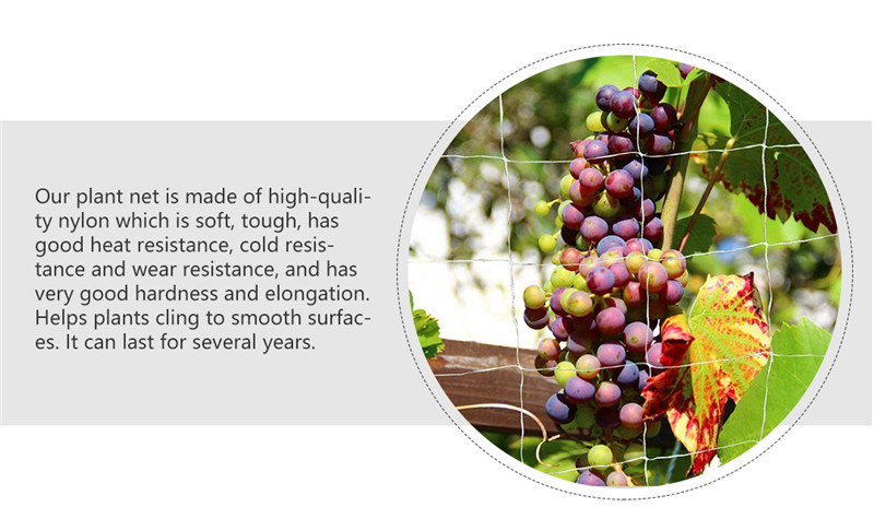 plant support net 3 רשת תמיכה לצמח 3