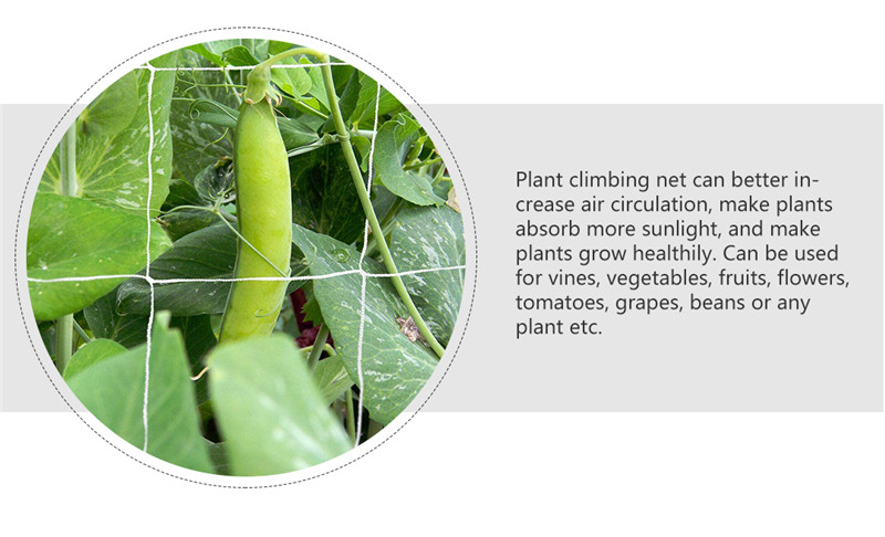 plant support net 4 רשת תמיכה לצמח 4