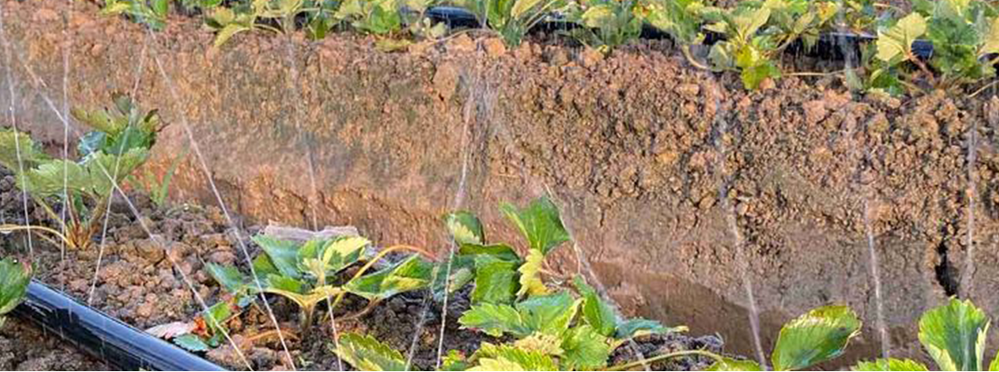 Drip Irrigation4 השקיה בטפטוף 4