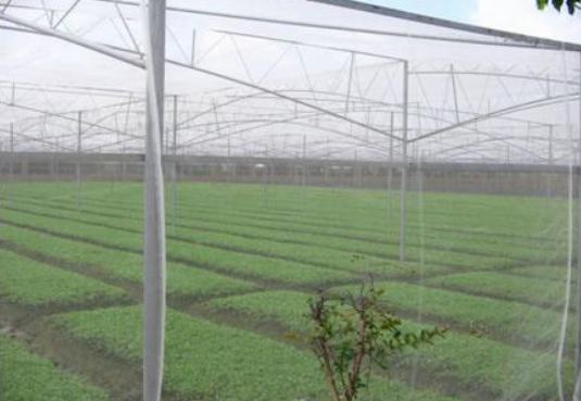 anti insect net רשת נגד חרקים