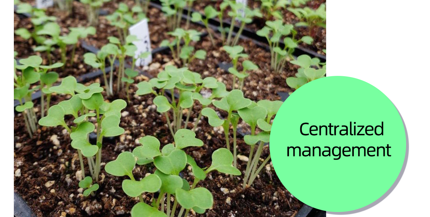 Nursery pot 4 עציץ 4