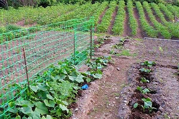 רשת מתיחה של Bop