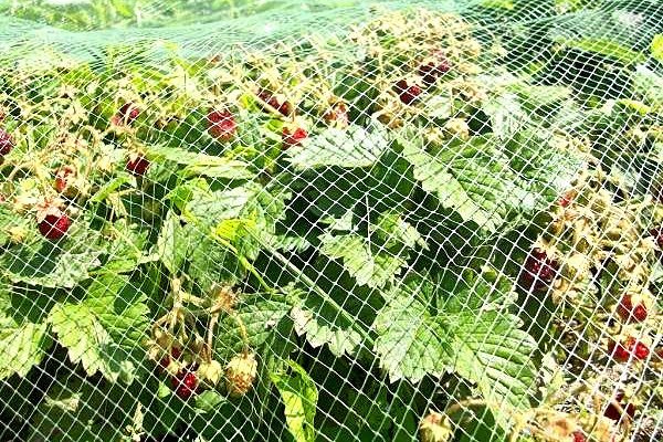 רשת מתיחה מפלסטיק