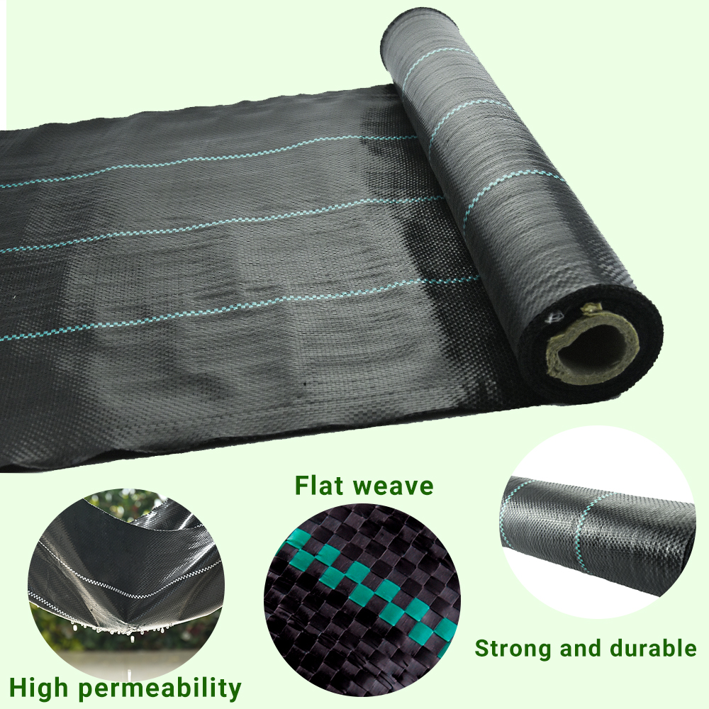 צמחיית שליטה שחורה צמחיית שטח שטח הגנה על כיסוי קרקע צמיחה צמחית