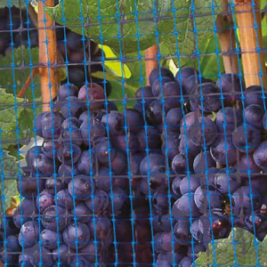 big-Bug-application-300x300