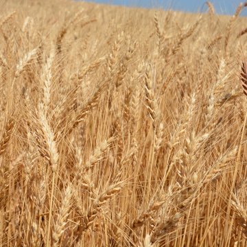 רשת נגד ציפורים