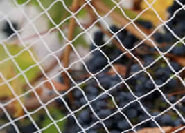 רשת ציפורים 