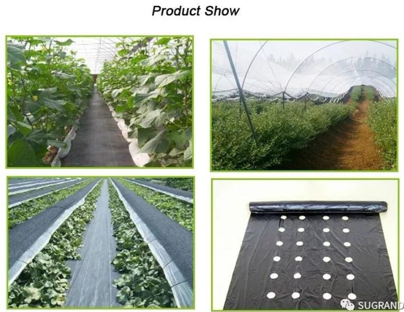 חיפוי קרקע 4