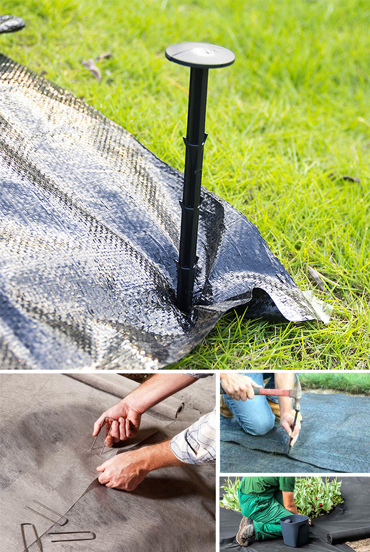 ציפורן קרקעית