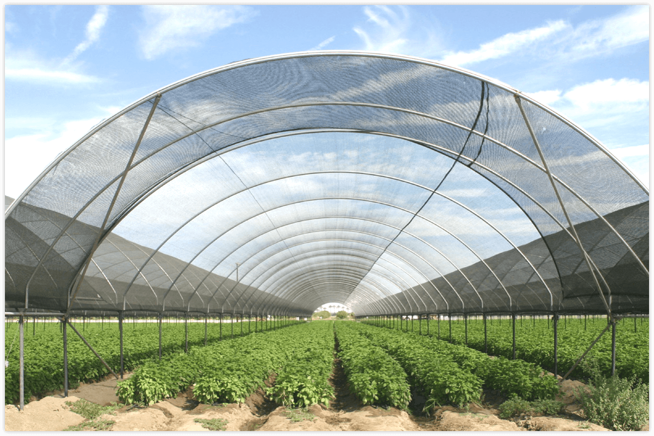 מפעל רשת צל