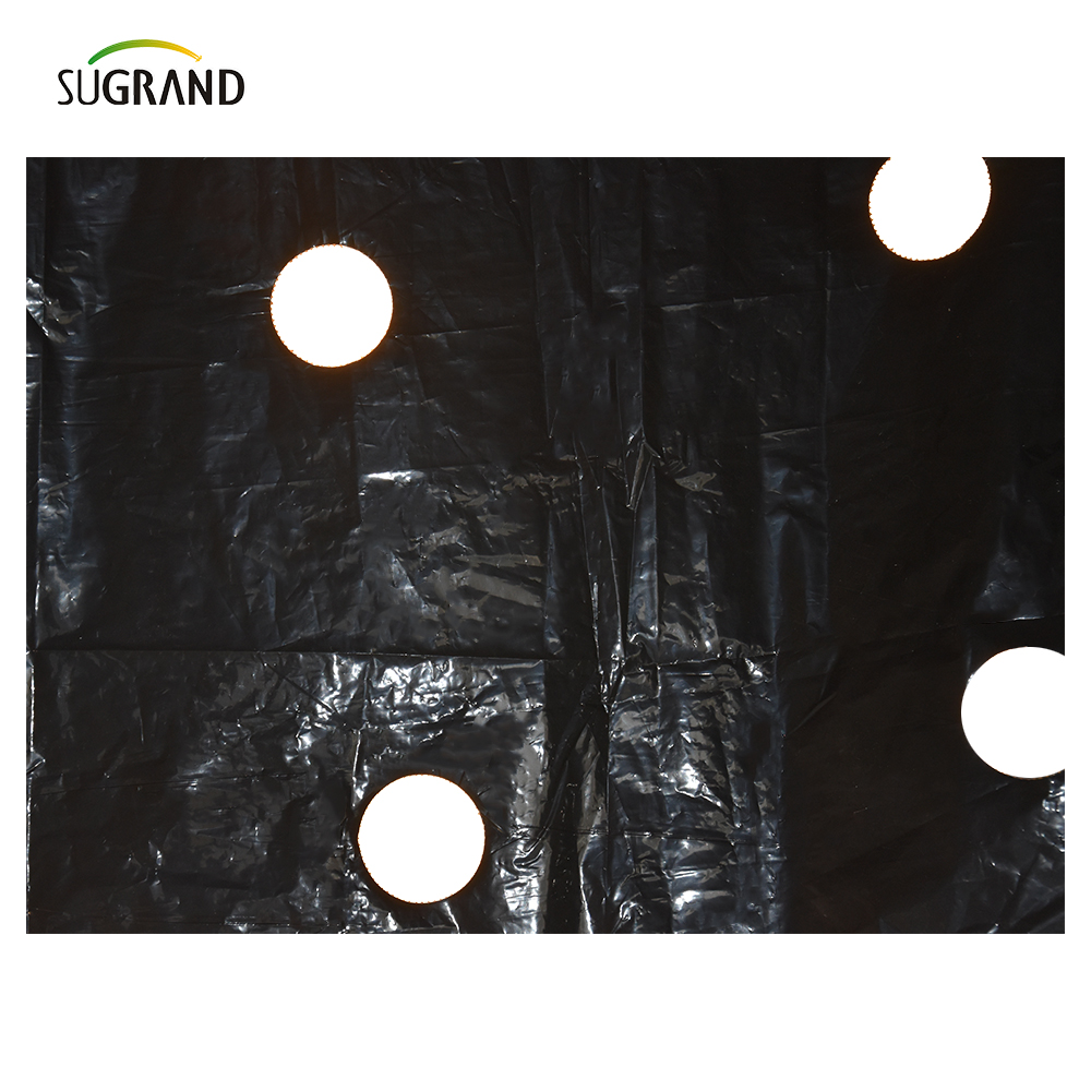 סרט מאלץ מחורר מפלסטיק UV Mulch Summ 