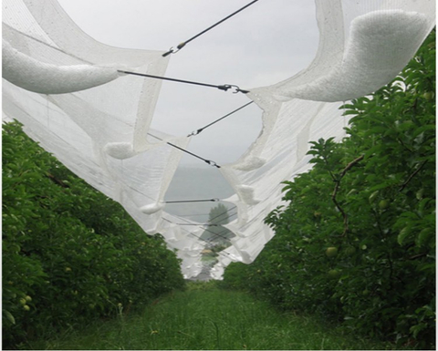 רשת נגד ברד עבור תפוח