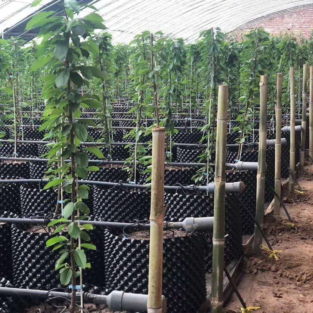 מיכל שליטת שורש צמח