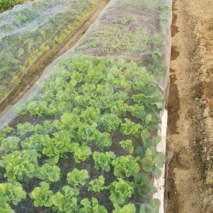 איזה גודל רשת מתאים לרשתות נגד חרקים בצורה הטובה ביותר?