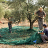 סיטונאי זית נטו זיתים מסיק נטו