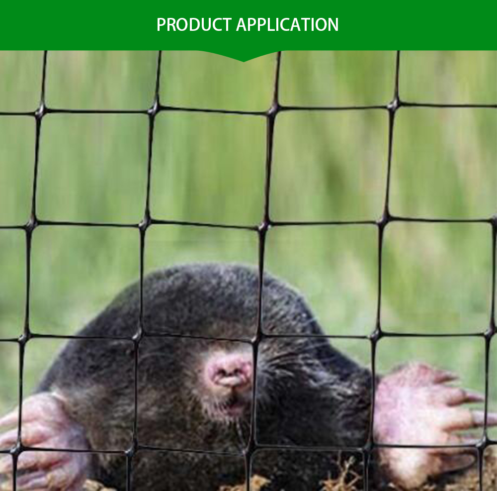 רשת נגד שומות 6