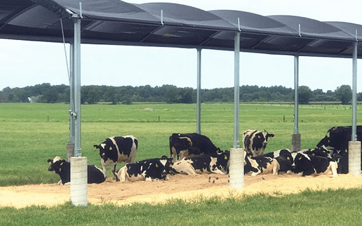 הם Shade Shads Antytrate