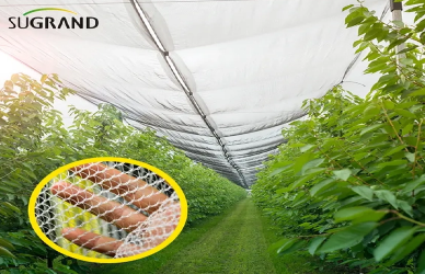 נטס אנטי-מטיל VS. רשתות צל: הבדלי מפתח ומקרי שימוש