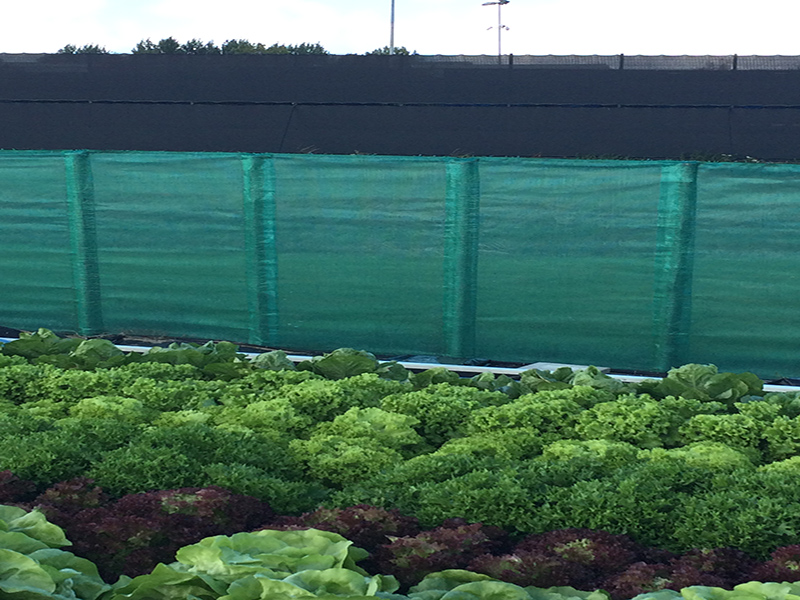 שימושים חדשניים ברשתות פרוץ רוח באזורי מגורים