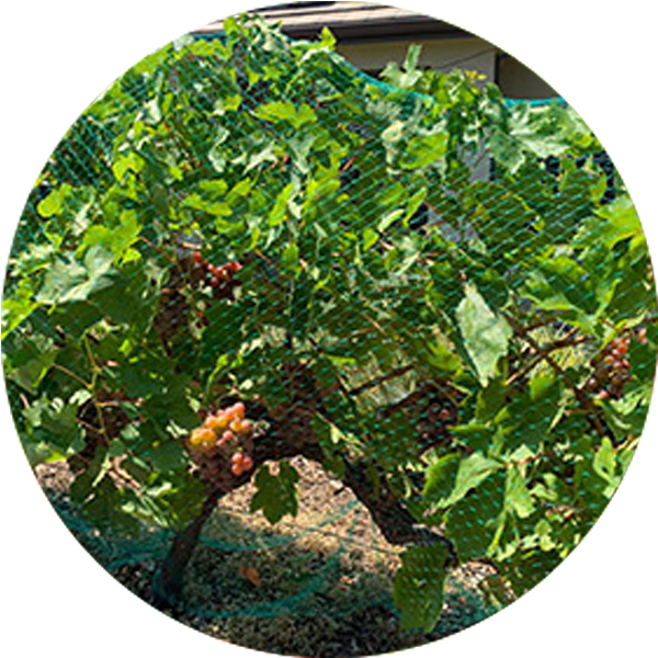 רשת נגד ציפורים משופעת