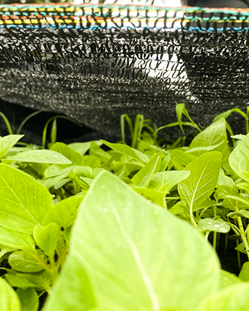 נטו צל אפור