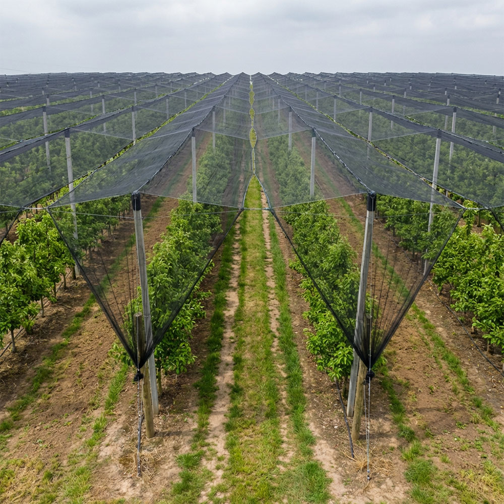 SUGRAND רשת נגד ברד למטעי חוות