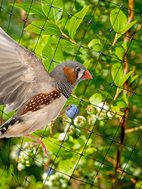 רשת ציפורים