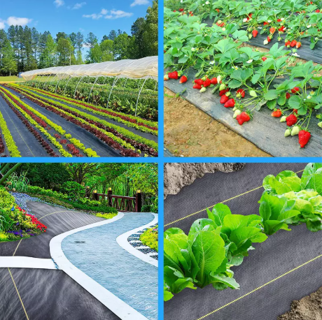 האם כיסוי קרקע יכול לטפל במזג אוויר קשה?