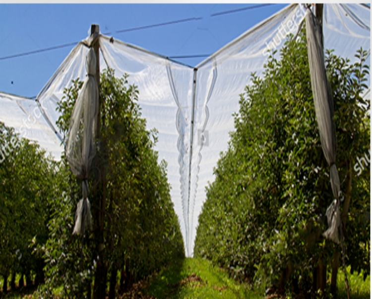 הגנת ברד רשת 