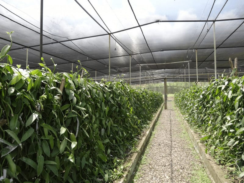 נטו צל ירוק