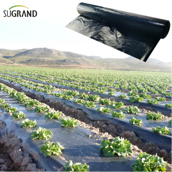 האם אתה מכיר את סוגי סרט המילך?